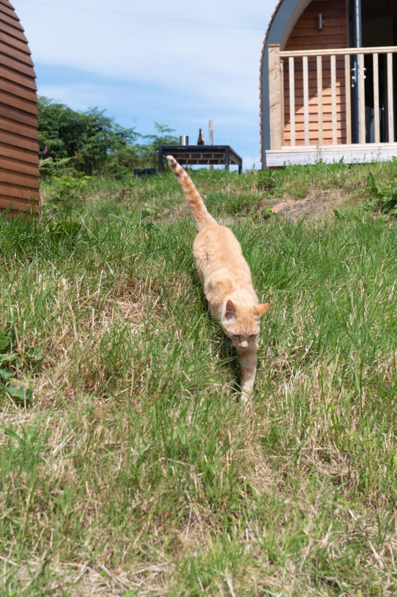 Appartamento New Countryside Farm Pod On Isle Of Seil *