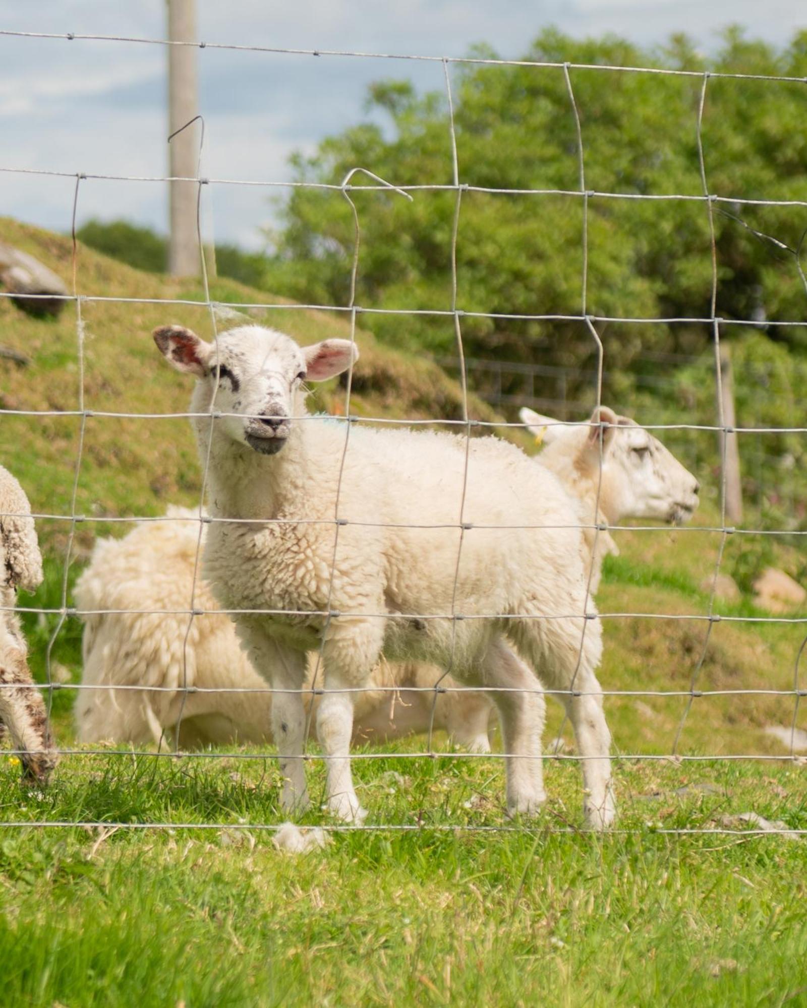 New Countryside Farm Pod On Isle Of Seil